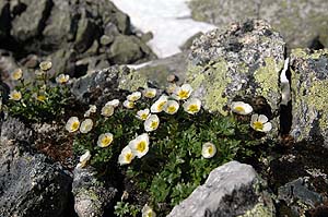 J&auml;&auml;leinikkej&auml;