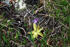 Siniy&ouml;k&ouml;nlehti