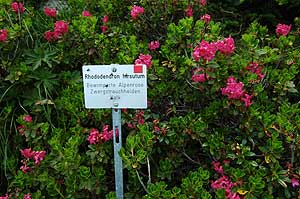 Rhododendron hirsutum