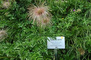 Pulsatilla alpina