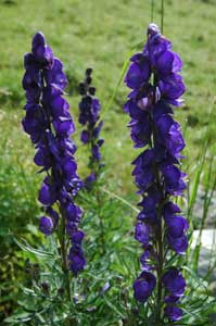 Aconitum napellus