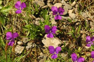 Viola calcarata