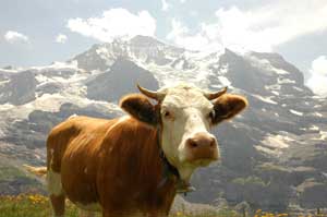 Mansikki ja Jungfarau