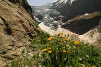 Oberer Grindelwaldgletscher