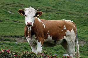 Lehm&auml; ja alppiruusuja