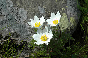 Alppikylm&auml;nkukka