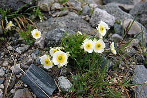 Ranunculus alpestris