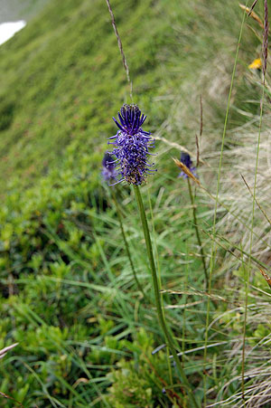Phyteuma betonicifolium