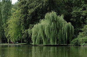 Englischer Garten