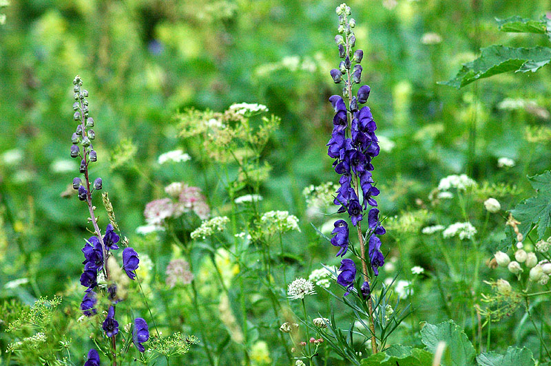 Aconitum_napellus