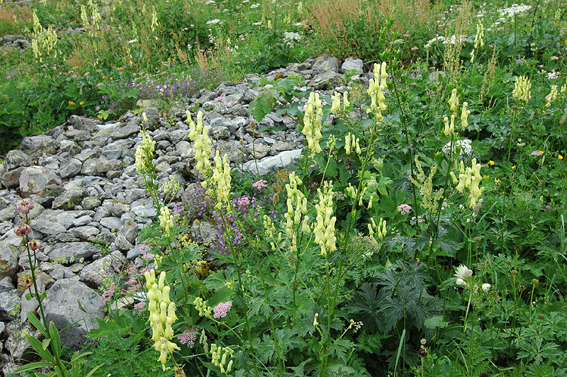 Aconitum_vulparia