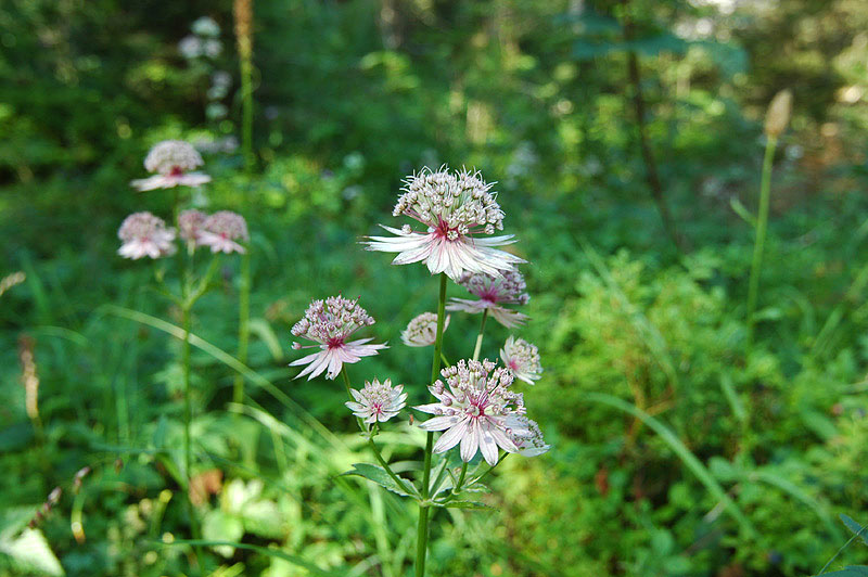 Astrantia_major