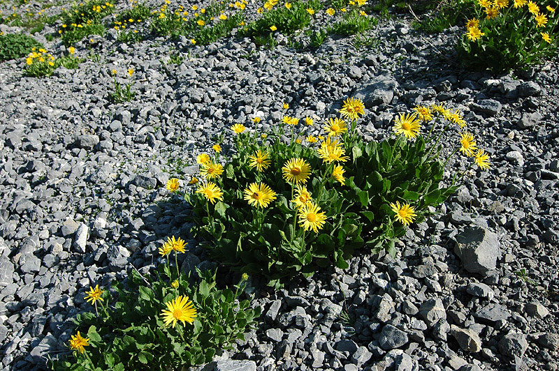 Doronicum_clusii