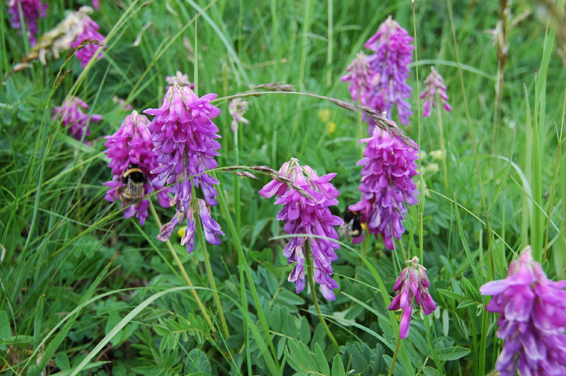 Hedysarum_hedysaroides