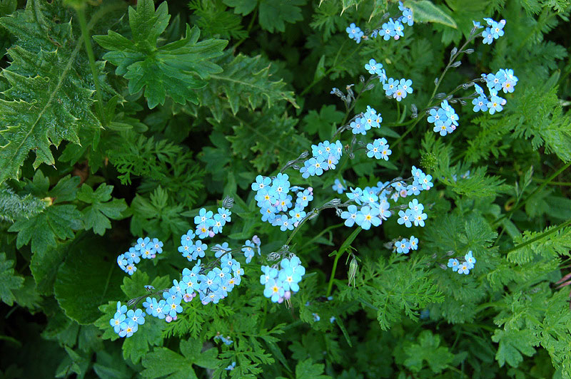 Myosotis_alpestris