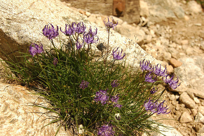 Phyteuma_hemisphaericum