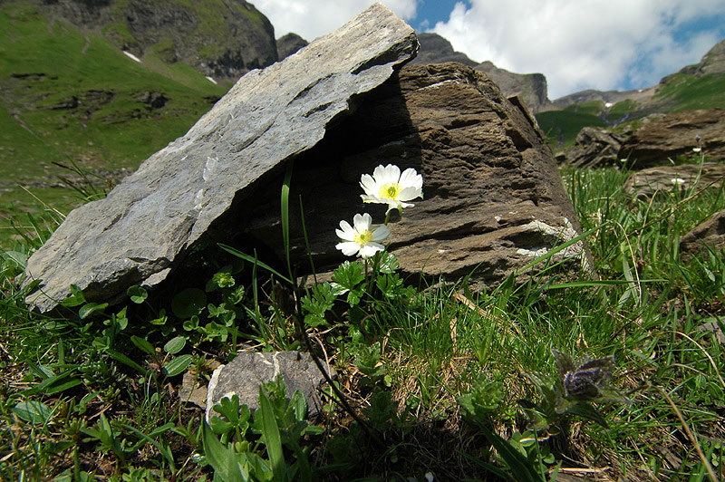 Ranunculus_alpestris