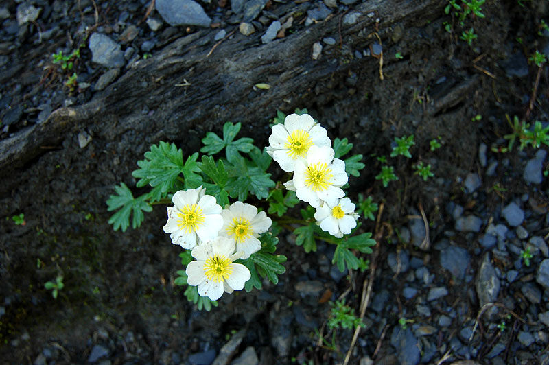Ranunculus_glacialis