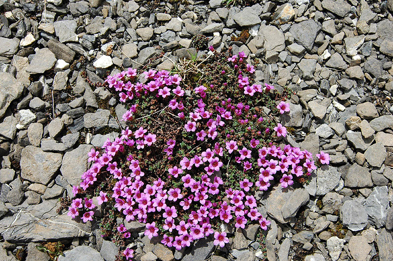 Saxifraga_oppositifolia