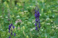 Aconitum_napellus