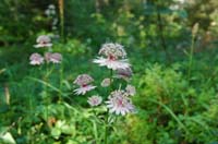 Astrantia_major