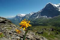 Doronicum_grandiflorum