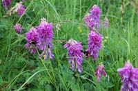 Hedysarum_hedysaroides