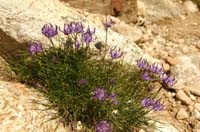 Phyteuma_hemisphaericum