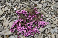 Saxifraga_oppositifolia