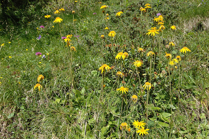 Arnica_montana
