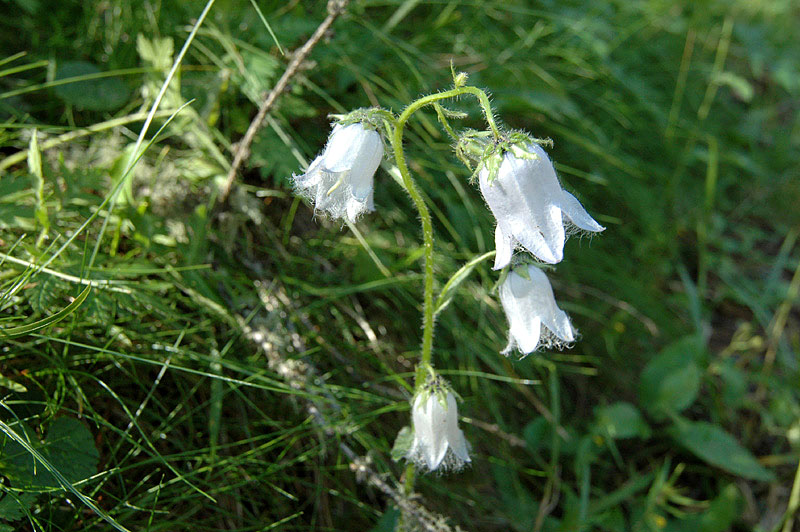 Campanula_barbata