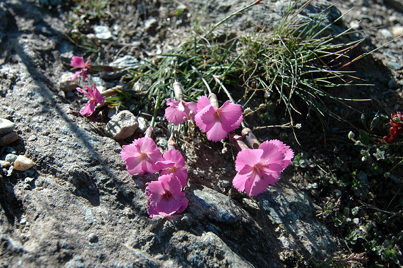 Dianthus_sylvestris