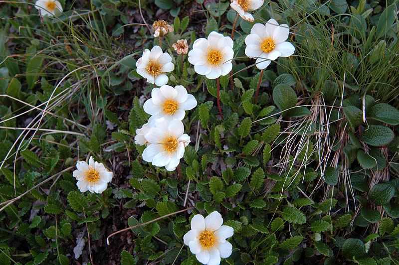 Dryas_octopetala