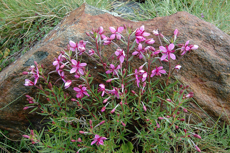 Eipilobium_fleischeri