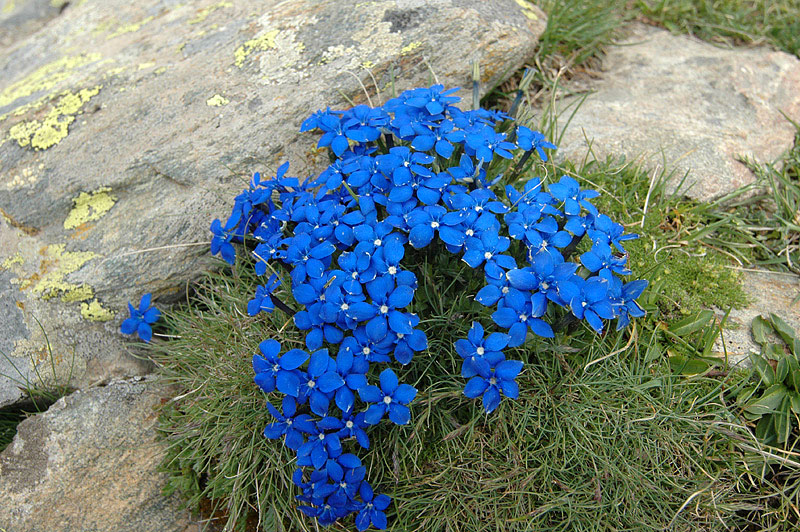 Gentiana_barachyphylla_2