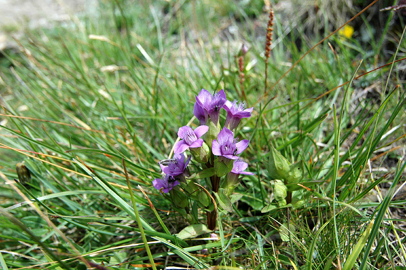 Gentiana_campestris
