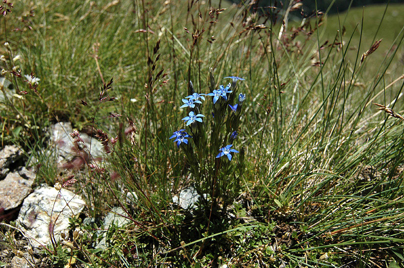 Gentiana_nivalis