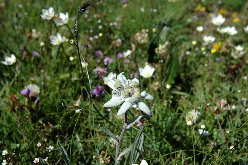 Leontopodium_alpinum