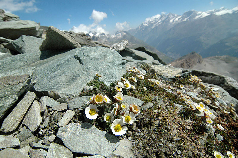 Ranunculus_glacialis