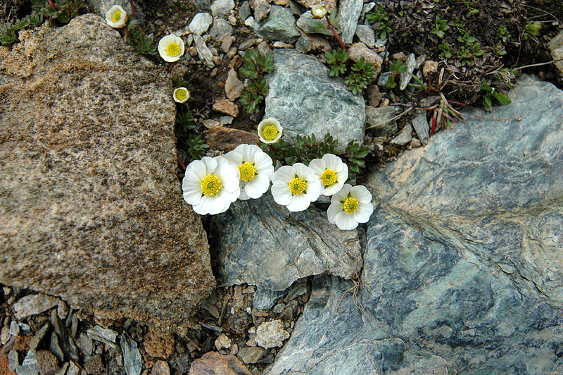 Ranunculus_glacialis_5