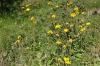 Arnica_montana