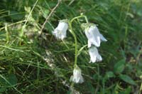 Campanula_barbata