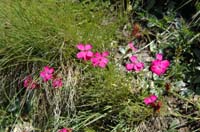 Dianthus_carthusianorum_2