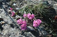 Dianthus_sylvestris