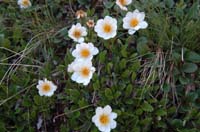 Dryas_octopetala