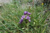 Gentiana_campestris