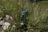 Gentiana_nivalis