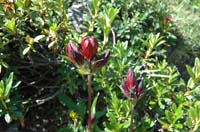 Gentiana_purpurea