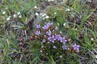 Gentiana_ramosa