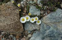 Ranunculus_glacialis_5